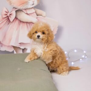 Maltipoo Pup Teefje – Nathalie | Red White | Verwacht 2,5 kg | Geboren 07-08-2025