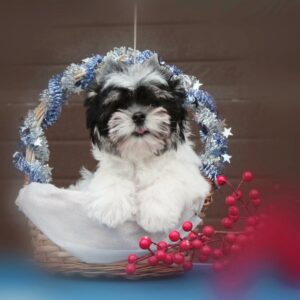 Maltipoo Pup Reutje Erik | Tricolor | Geboren 10-08-2025