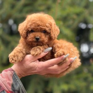 Toy Poodle Reu Pup – Emanuel | Red | Verwacht 2,5 kg | Geboren 20-09-2025