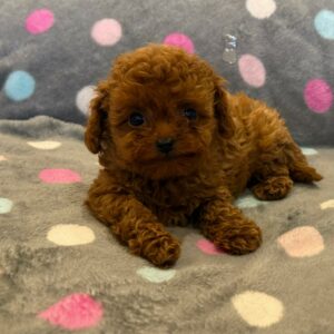 Toy Poodle Pup Teefje Ivy | Red | Verwacht 23/24 cm – 3 kg | Geboren 22-09-2025