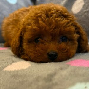 Toy Poodle Pup Teefje Indy | Red | Verwacht 23/24 cm – 3 kg | Geboren 22-09-2025
