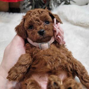 Toy Poodle Pup Teefje Helen | Red | Verwacht 2 kg | Geboren 31-10-2025