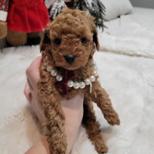 Toy Poodle Pup Reutje Havik | Red | Verwacht 2 kg | Geboren 31-10-2025