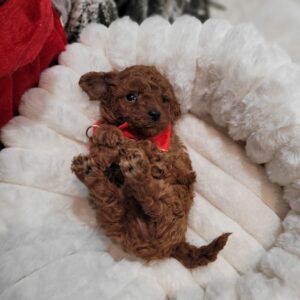 Toy Poodle Pup Reutje Hola | Red | Verwacht 2 kg | Geboren 31-10-2025