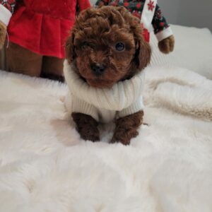 Toy Poodle Pup Reutje Hombre | Red | Verwacht 2 kg | Geboren 31-10-2025