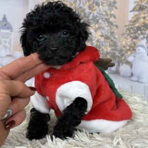 Toy Poodle Pup Reutje – Alex | Zwart | Verwacht 2 kg | Geboren 24-10-2025