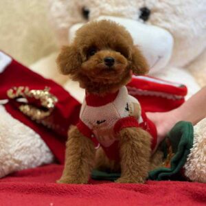 Toy Poodle Pup Reutje – Victor | Red | Verwacht 3 kg | Geboren 23-09-2025