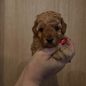Toy Poodle Pup Reutje – Rocky | Red | Verwacht 3 kg | Geboren 06-12-2025