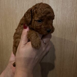 Toy Poodle Pup Teefje – Reina | Red | Verwacht 2,5 kg | Geboren 06-12-2025