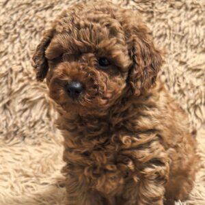 Toy Poodle Pup Teefje – Ruslana | Red | Verwacht 3 kg | Geboren 06-12-2025