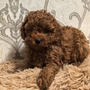 Toy Poodle Pup Teefje – Reina | Red | Verwacht 2,5 kg | Geboren 06-12-2025