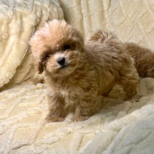 Maltipoo Pup Reutje – Echo | Creme | Verwacht 2–2,6 kg | Geboren 02-12-2025