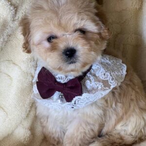 Maltipoo Pup Reutje – Erik | Apricot | Verwacht 2–2,4 kg | Geboren 02-12-2025