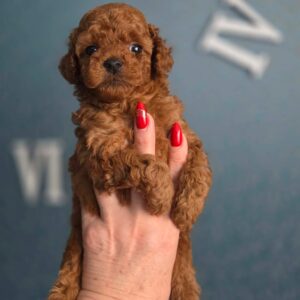 Toy Poodle Pup Reutje – Gabriel | Red | Verwacht gewicht tot 2,5 kg | Geboren 05-02-2026