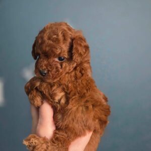 Toy Poodle Pup Reutje – Guillermo | Red | Verwacht tot 2,5 kg | Geboren 05-02-2026