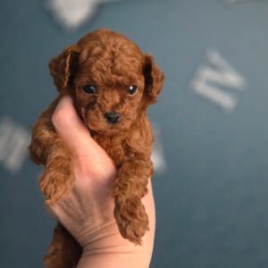 Toy Poodle Pup Reutje – Gael | Red | Verwacht tot 2,5 kg | Geboren 05-02-2026