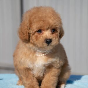 Toy Poodle Pup Reutje – Larry | Red | Verwacht 3 kg | Geboren 01-02-2026
