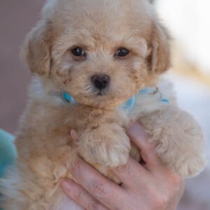 Toy Poodle Pup Reutje – Lucky | Red | Verwacht 2,5 kg | Geboren 01-02-2026