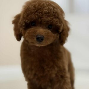 Toy Poodle Pup Teefje – Emilia | Red | FCI Stamboom | Verwacht 2,8 kg | Geboren 16-01-2026