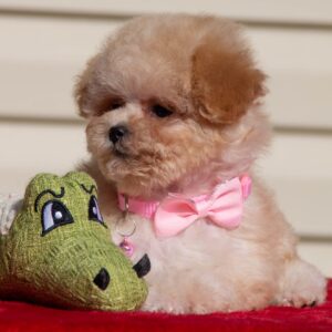 Toy Poodle Pup Teefje – Lizzy | Apricot | FCI Stamboom | Verwacht 2,5 kg | Geboren 01-02-2026