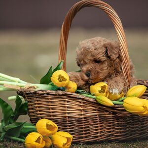 Maltipoo Pup Teefje – Kristina | Red | Verwacht 2 kg | Geboren 10-02-2026