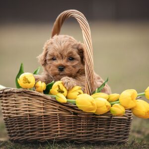 Maltipoo Pup Teefje – Kim | Red | Verwacht 2 kg | Geboren 10-02-2026