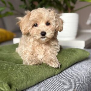 Maltipoo Pup Teefje – Matilda | Apricot | Verwacht tot 3 kg | Geboren 27-12-2025