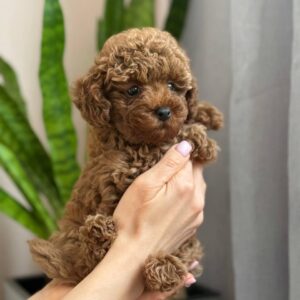 Toy Poodle Pup Teefje – Rose | Red Brown | Verwacht 2,2–2,6 kg | Geboren 17-01-2026