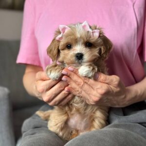 Maltipoo Pup Teefje – Celeste | Caramel | Verwacht 2–2,5 kg | Geboren 19-01-2026