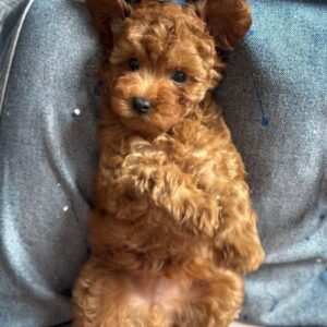 Toy Poodle Pup Reutje – Herman | Red Brown | Verwacht 3,5 kg | Geboren 30-01-2026