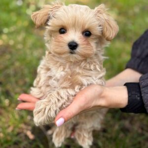 Maltipoo Pup Reutje – Cliff | Caramel Pearl | Verwacht 2,2–2,8 kg | Geboren 30-01-2026