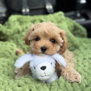 Maltipoo Pup Teefje – Berry | Caramel met Wit | Verwacht 2,2–2,8 kg | Geboren 30-01-2026