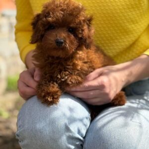 Toy Poodle Pup Reutje – Hulk | Red Brown | Verwacht tot 3 kg | Geboren 26-12-2025