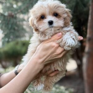 Maltipoo Pup Reutje – Mr. Big | Caramel Particolor | Verwacht 1,5–2 kg | Geboren 19-01-2026