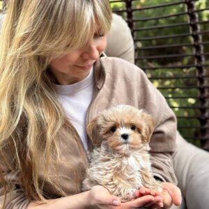 Maltipoo Pup Reutje – Gizmo | Caramel met Wit | Verwacht 1,5–2 kg | Geboren 19-01-2026