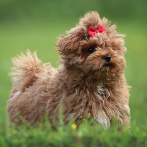 Maltipoo Pup Teefje – Kim | Red | Verwacht 2 kg | Geboren 10-02-2026
