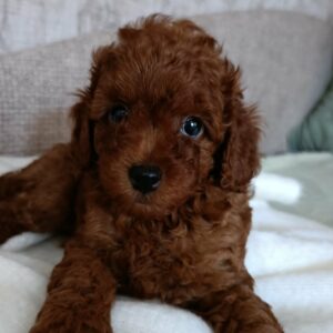 Toy Poodle Pup Reutje – Alessio | Roodbruin | Verwacht 3–3,5 kg | Geboren 09-05-2026