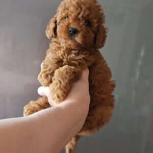 Toy Poodle Pup Teefje – Lilu | Red | Verwacht 2,2 kg | Geboren 10-04-2026