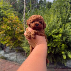 Toy Poodle Pup Reutje – Nano | Red | FCI Stamboom | Verwacht 2,5 kg | Geboren 15-04-2026