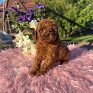 Toy Poodle Pup Teefje – Nienke | Red | FCI Stamboom | Verwacht 2,5 kg | Geboren 15-04-2026