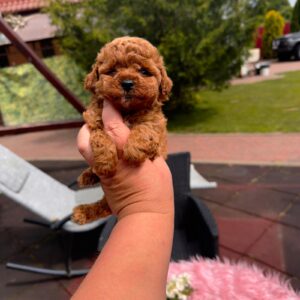 Toy Poodle Pup Teefje – Nicole | Red | FCI Stamboom | Verwacht 2,5 kg | Geboren 15-04-2026