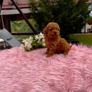 Toy Poodle Pup Teefje – Nyssa | Red | FCI Stamboom | Verwacht 2,5 kg | Geboren 15-04-2026