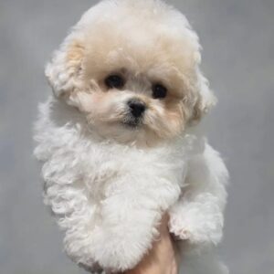 Maltipoo Pup Teefje – Ivania | Cream | Stamboom | Verwacht 2,5 kg | Geboren 25-03-2026