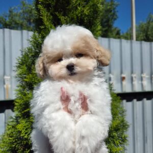 Maltipoo Pup Reutje – Ivan | Cream | Stamboom | Verwacht 2,5 kg | Geboren 25-03-2026