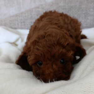 Toy Poodle Pup Teefje – Anastacia | Roodbruin | Stamboom | Verwacht 3–3,5 kg | Geboren 09-05-2026