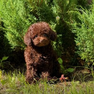Toy Poodle Pup Teefje – Marbella | Chocolate Brown | Chinese Bloedlijn | Stamboom | Verwacht 2,5 kg