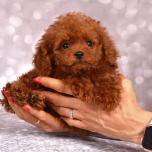 Toy Poodle Pup Reutje – Max | Roodbruin | FCI Stamboom | Verwacht 2–2,5 kg | Geboren 16-02-2026