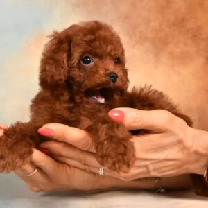 Toy Poodle Pup Reutje – Mathijs | Roodbruin | FCI Stamboom | Verwacht 2–2,5 kg | Geboren 16-02-2026