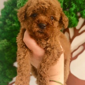 Toy Poodle Pup Reutje – Esteban | Roodbruin | FCI Stamboom | Verwacht 3 kg | Geboren 16-05-2026