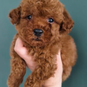 Toy Poodle Pup Reutje – Enrico | Roodbruin | FCI Stamboom | Verwacht 3 kg | Geboren 16-05-2026
